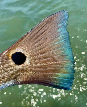 Redfish Rule the Cleaning Table