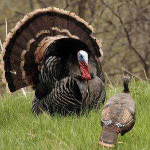 Be Ready for Spring Turkeys with Hunt Monkey